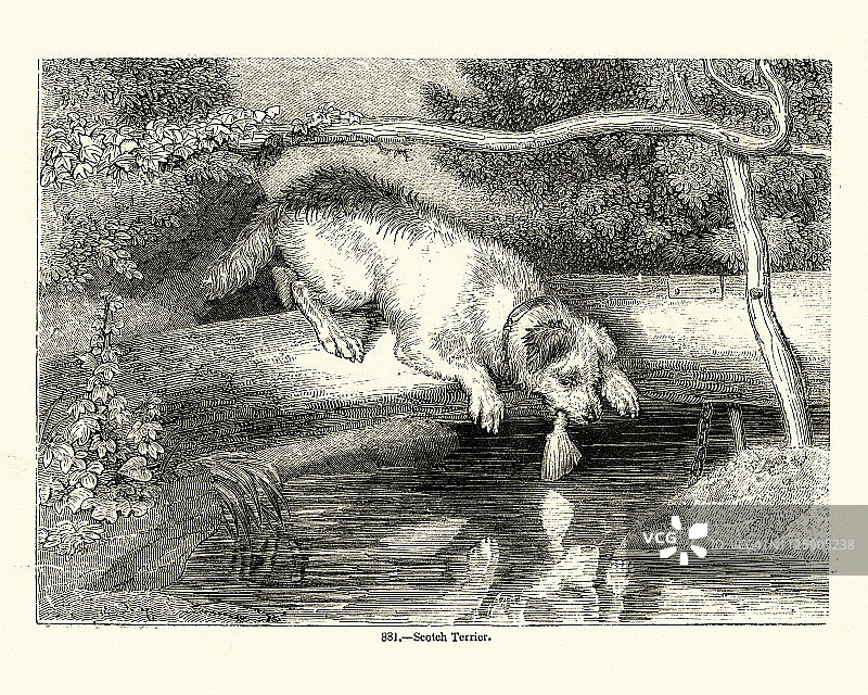 自然，狗，苏格兰梗，19世纪雕刻图片素材