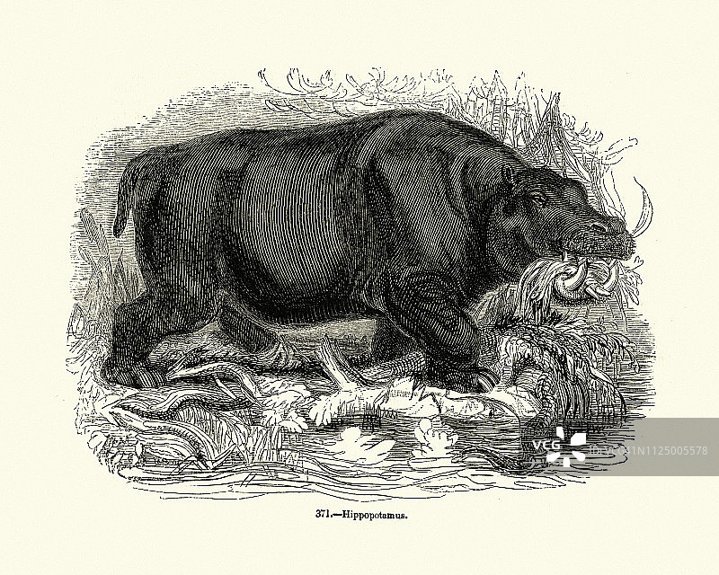 自然风光：河马图片素材