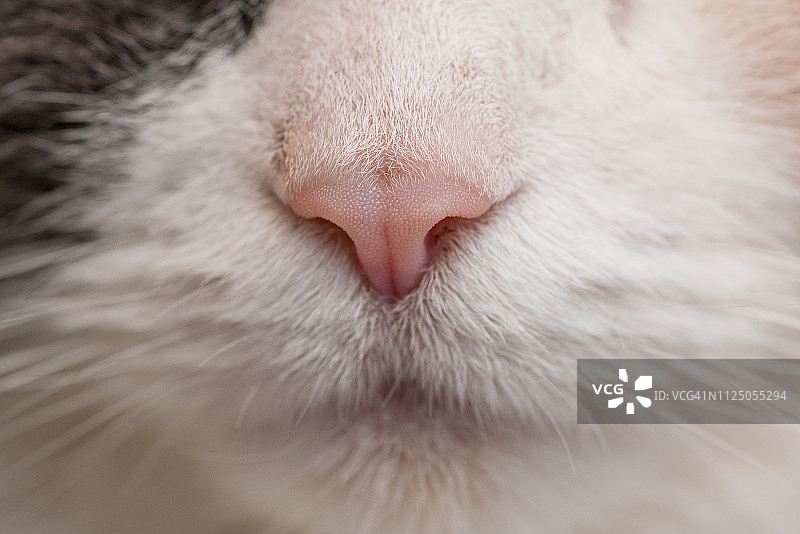 猫鼻子特写图片素材
