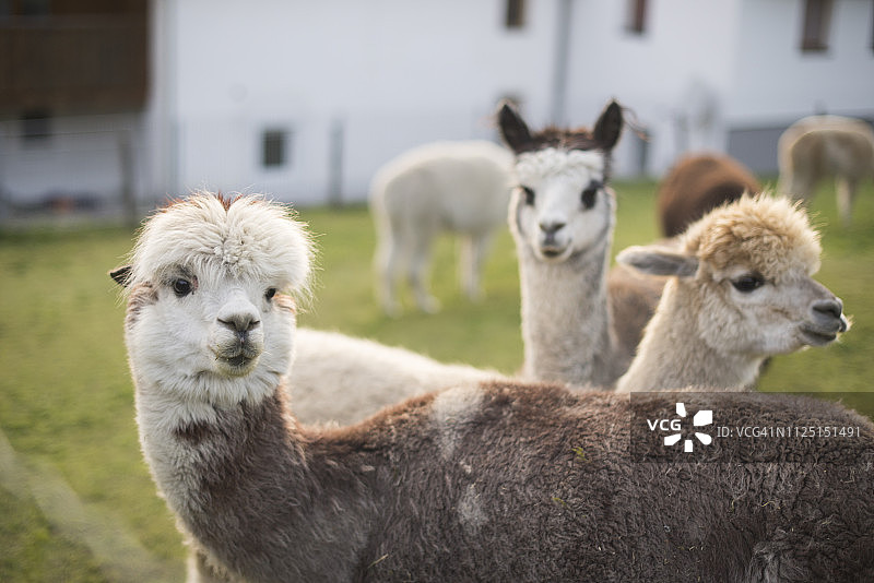 草坪上吃草的幼年羊驼图片素材