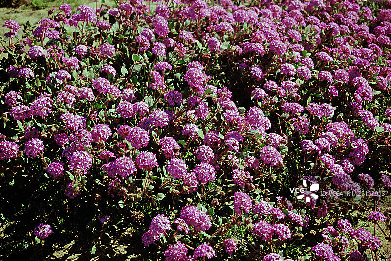 Sabd马鞭草图片素材