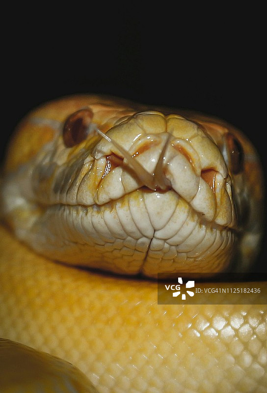 白化印度蟒图片素材