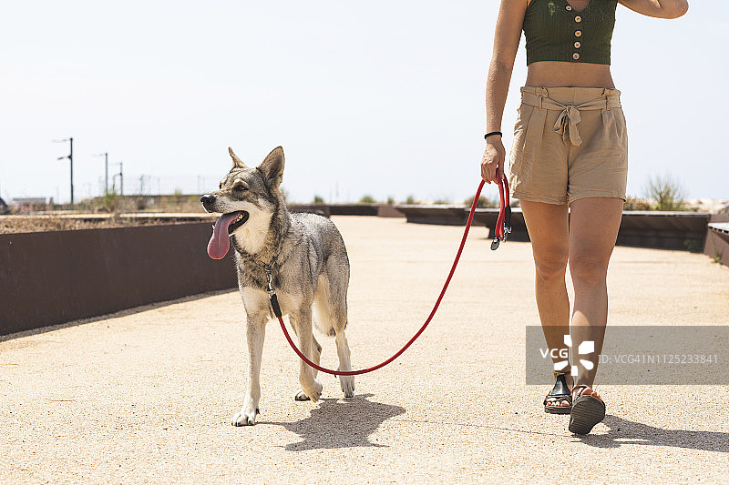 年轻女人遛狗（局部）图片素材