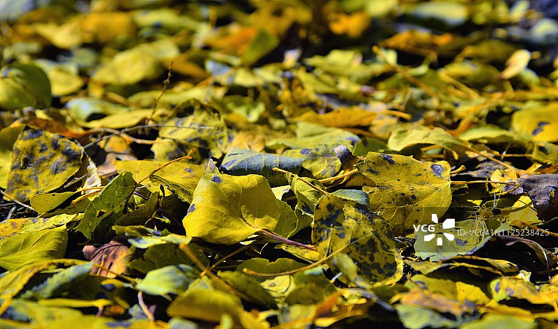 落叶满地的白杨树林图片素材