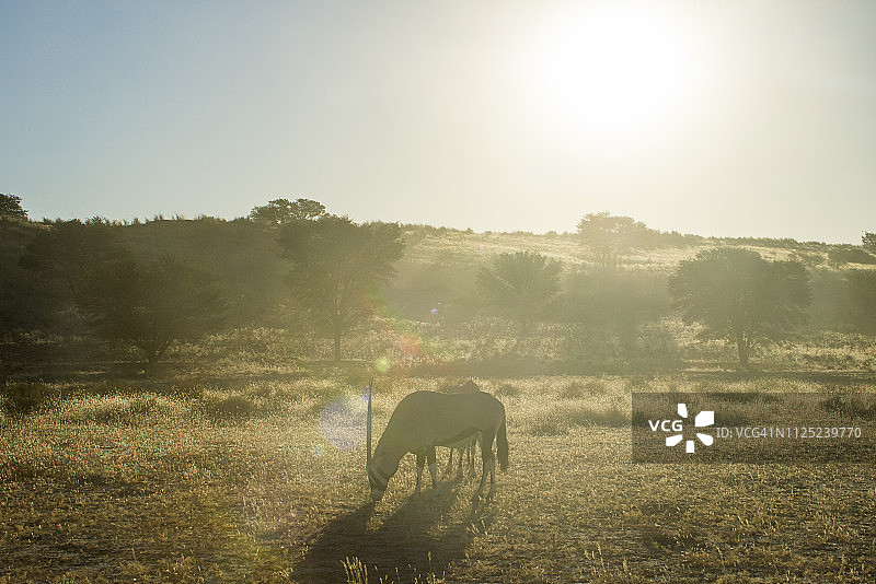南非卡拉哈里跨境公园的南非剑羚图片素材