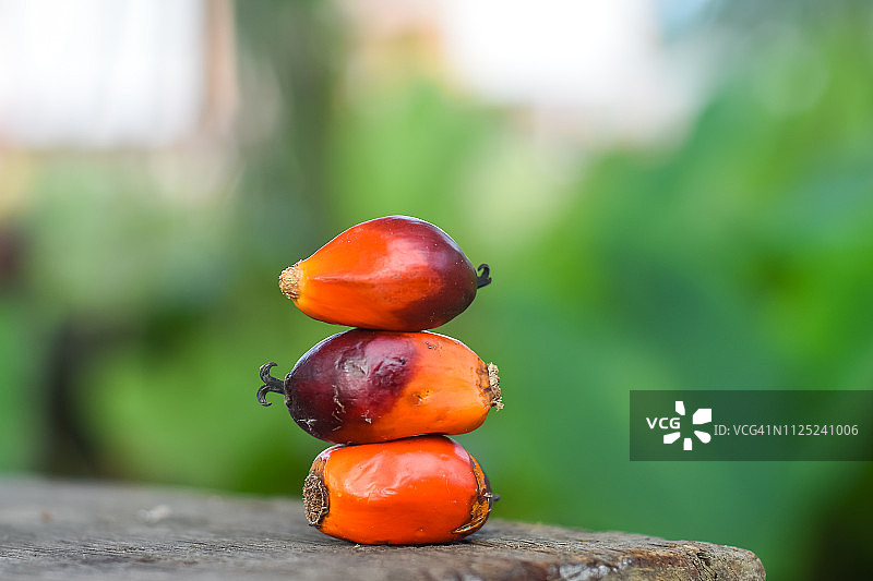 新鲜油棕籽特写图片素材