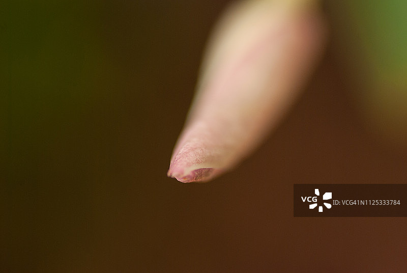 橙色芙蓉花蕾图片素材