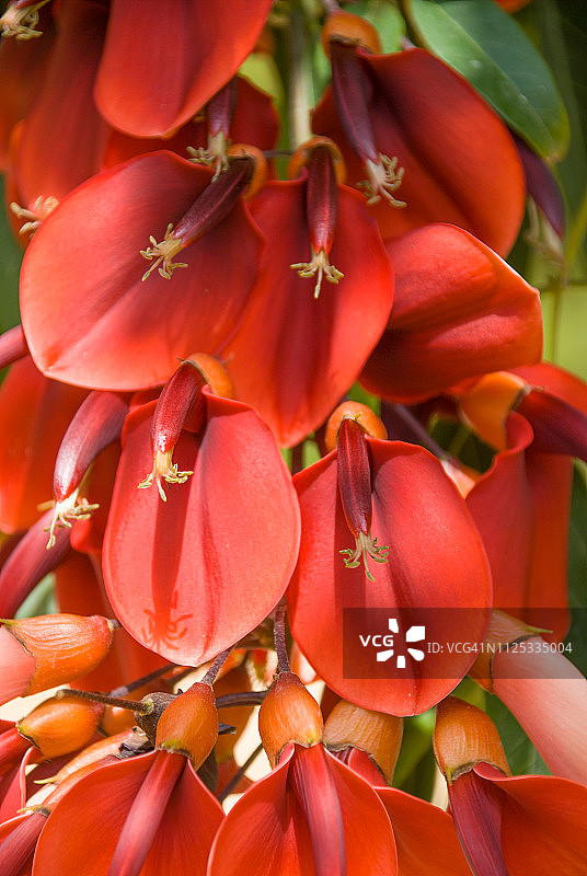 鸡距刺桐花图片素材