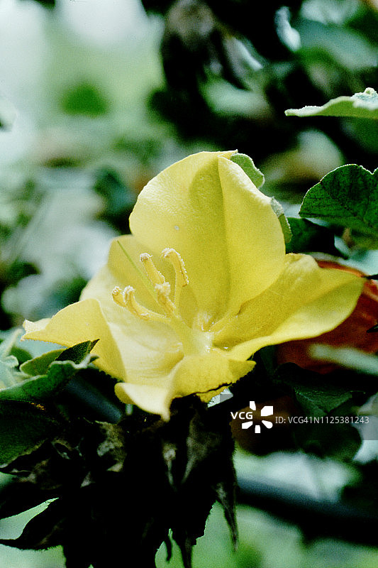 法兰绒灌木图片素材