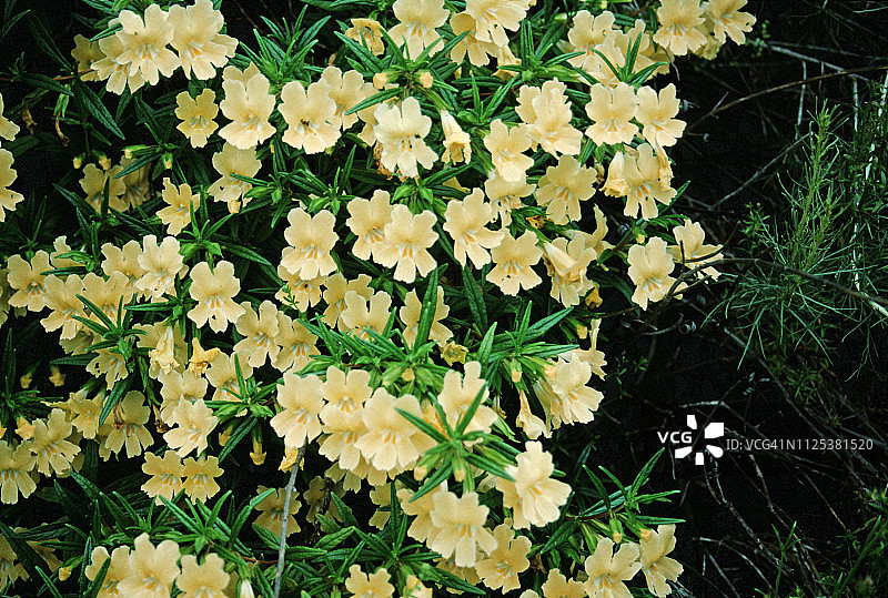 宽喉猴面花图片素材