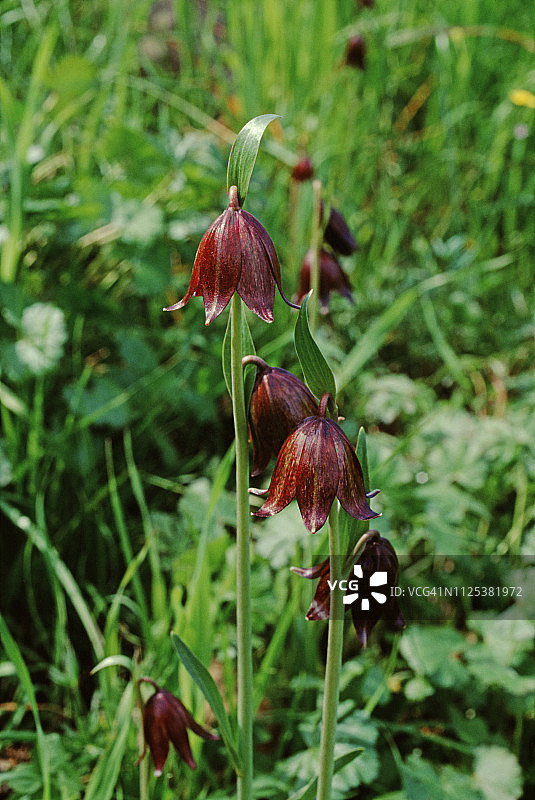 巧克力百合图片素材