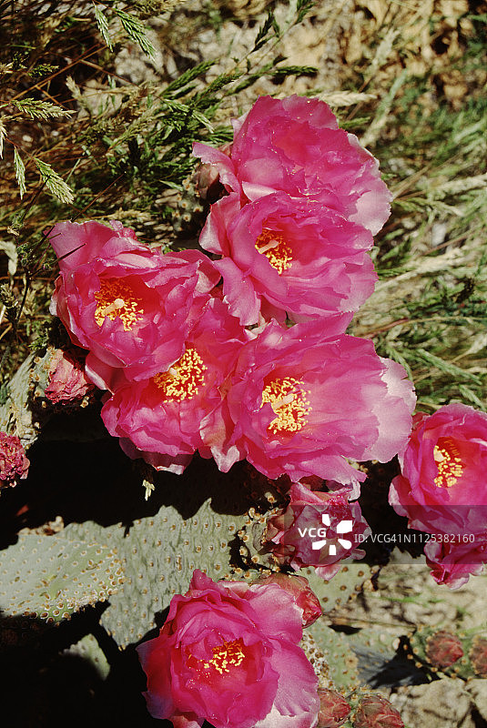 海狸尾仙人掌花图片素材