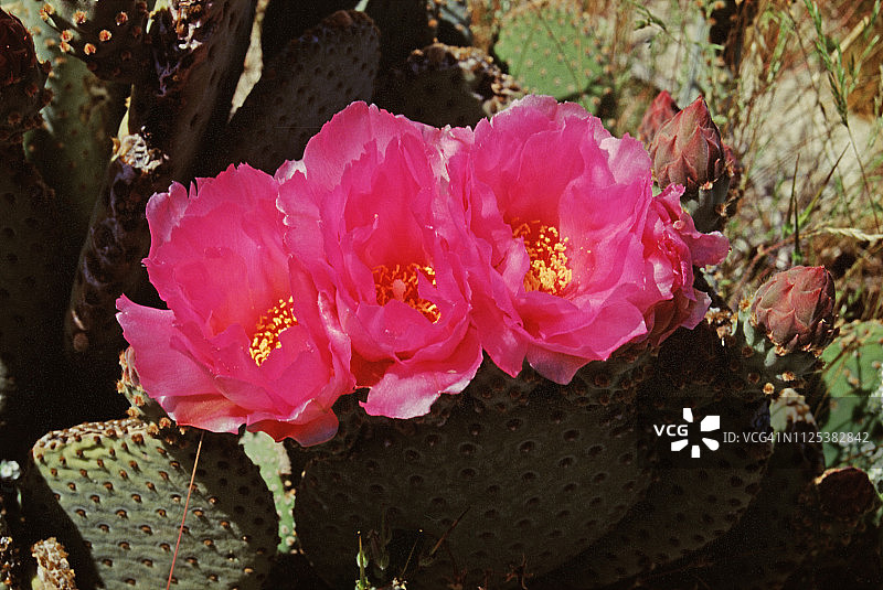 海狸尾仙人掌花图片素材