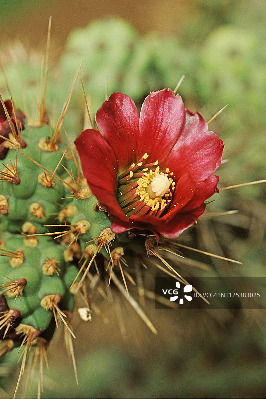 刺猬仙人掌花图片素材