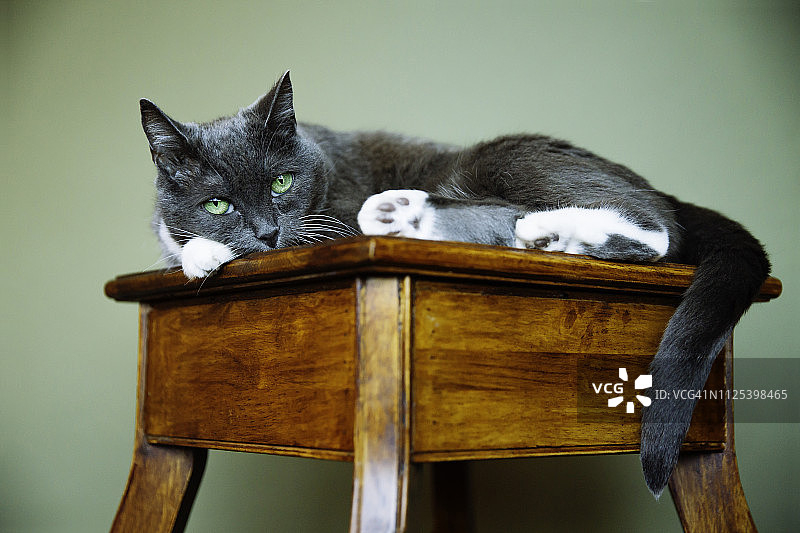 可爱的猫咪，躺卧姿势，猫的眼睛，看镜头，家猫，宠物，室内猫图片素材