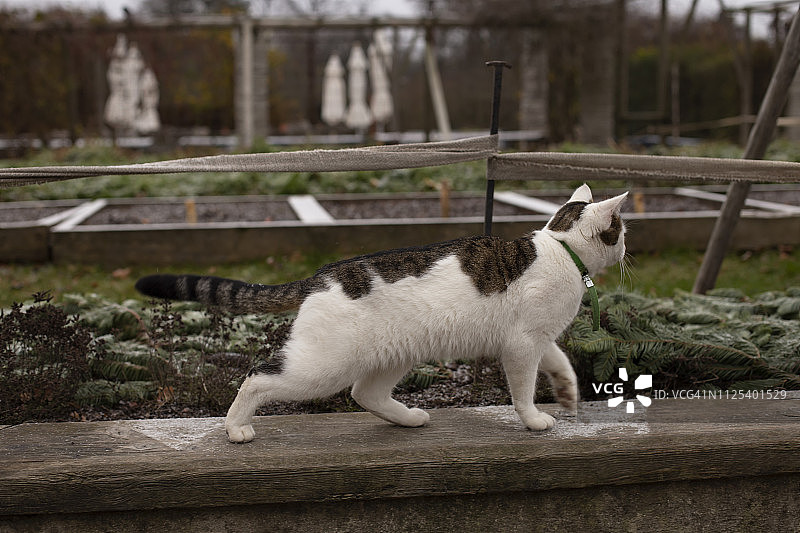 罗森达尔花园的猫咪图片素材