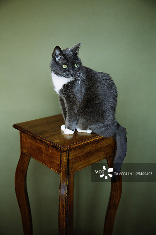 坐在基座上的家猫，灰色燕尾服猫图片素材