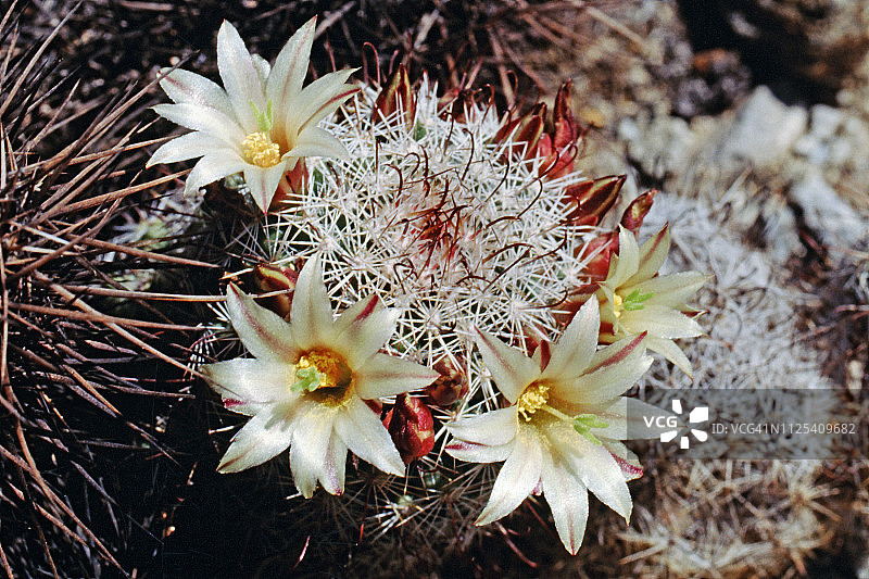 鱼钩仙人掌花图片素材
