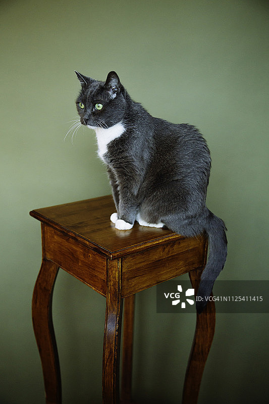 坐在基座上的宠物猫图片素材