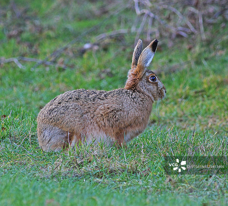 兔子(Lepus europaeus)图片素材