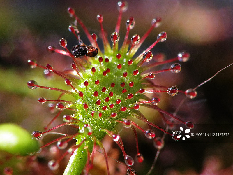 茅膏菜食肉植物陷阱的详细宏观照片图片素材