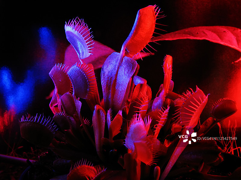 彩色灯光下的捕蝇草图片素材