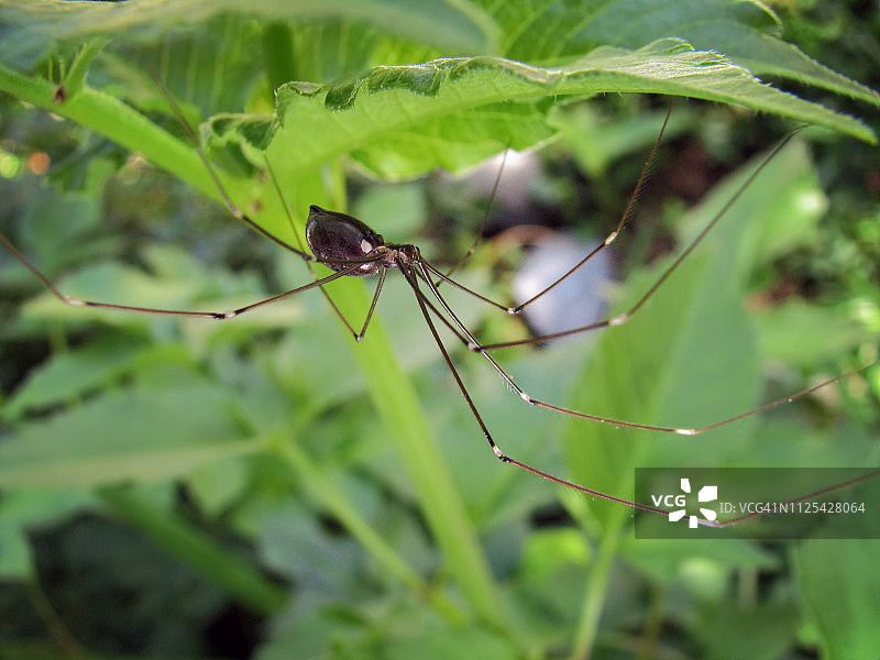 cellar spider，又称长腿爹图片素材