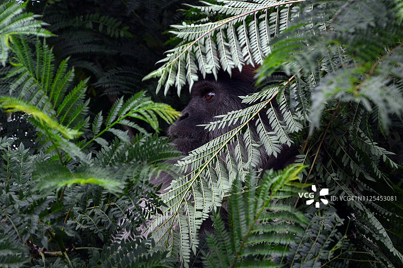 乌干达红疣猴图片素材