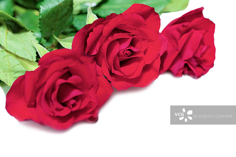 白色背景中的红玫瑰花束图片素材