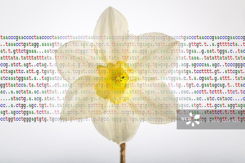 带有水仙花的DNA代码图片素材