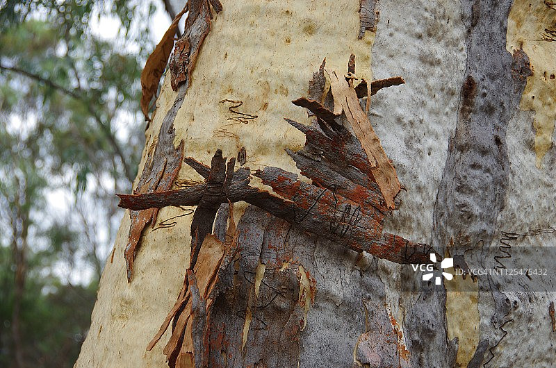 澳大利亚堪培拉桉树夏季脱皮景象图片素材