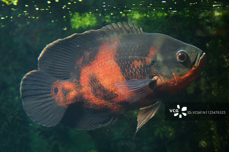 奥斯卡鱼（眼斑星丽鱼）图片素材