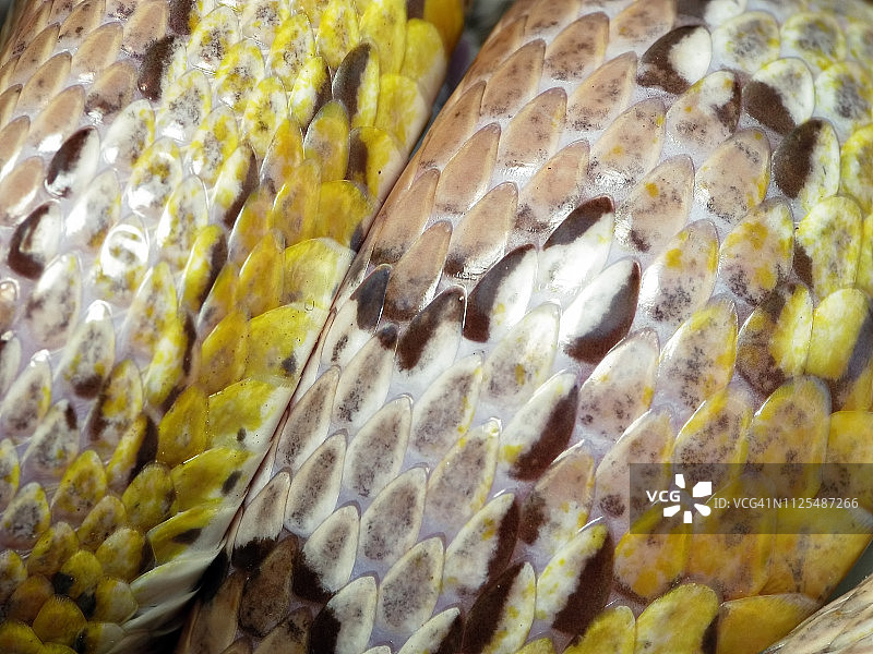 玉米蛇鳞片细节图片素材