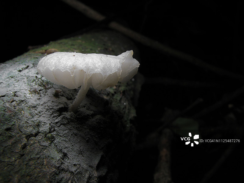 白色蘑菇微距摄影图片素材