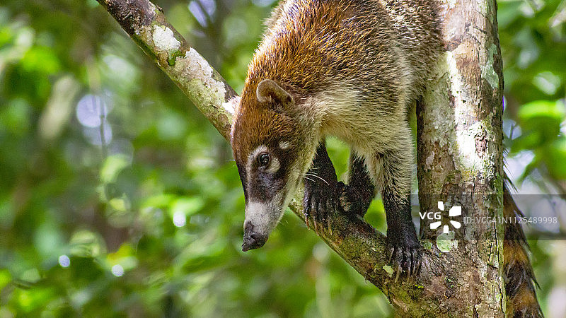 树上的白鼻浣熊图片素材