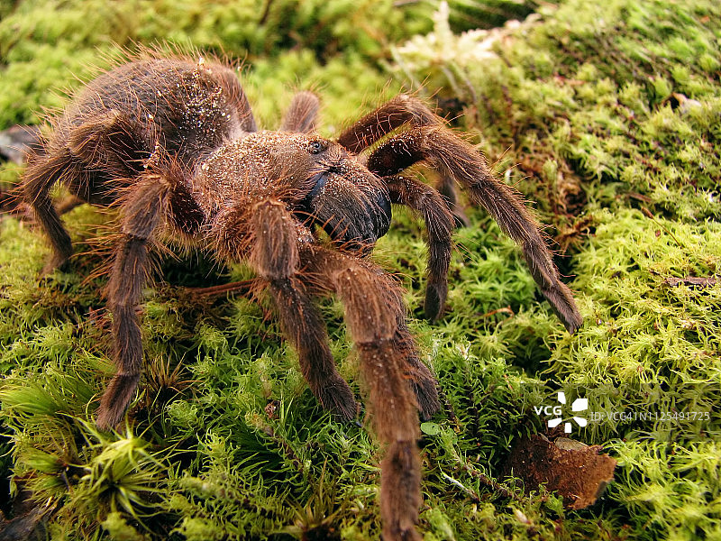苔藓上的狼蛛特写图片素材