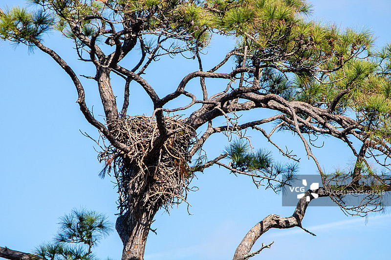 鹰巢图片素材