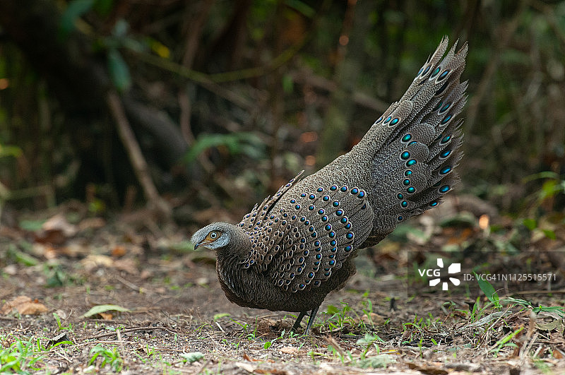 灰孔雀雉，缅甸孔雀雉，雄性图片素材