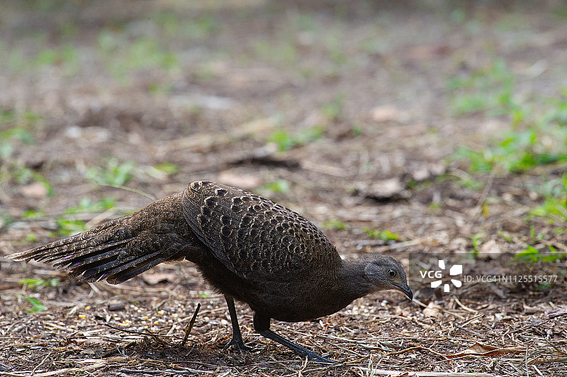 灰色孔雀雉，缅甸孔雀雉，雌性图片素材