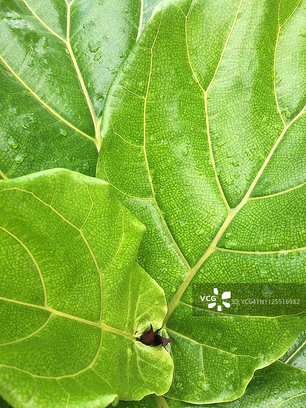雨后绿黄色调热带叶子特写图片素材