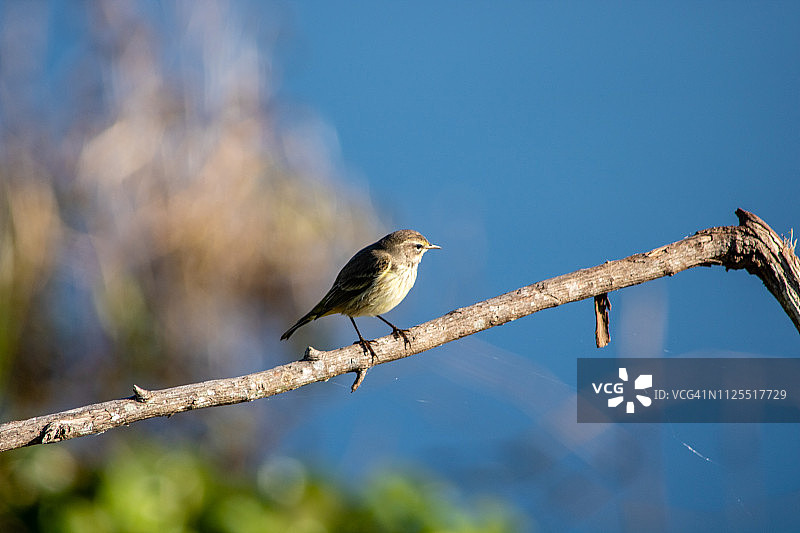 棕榈莺图片素材