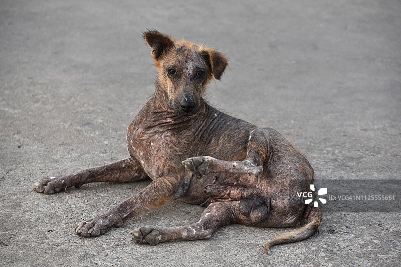 患麻风病的狗图片素材