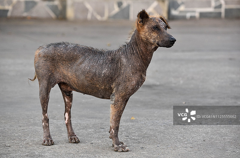 患麻风病的狗图片素材
