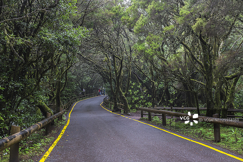 加拉霍奈国家公园森林，拉戈梅拉图片素材