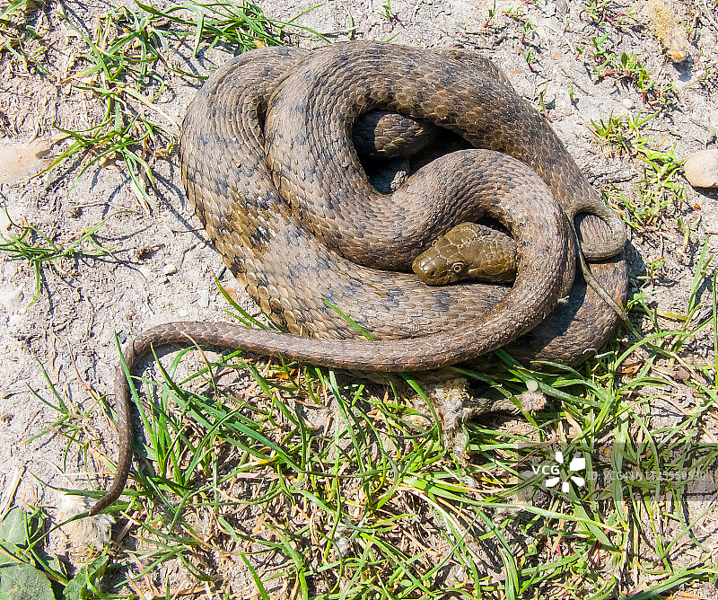 棋盘蛇图片素材
