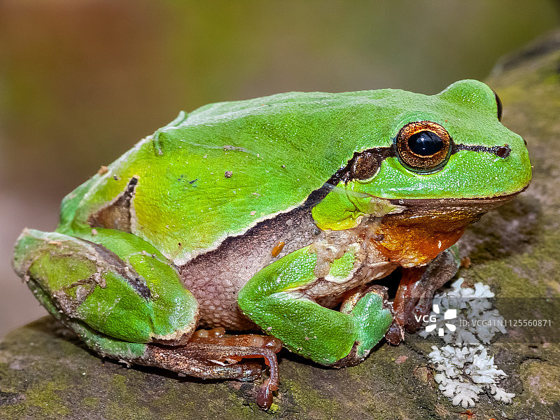 欧洲树蛙图片素材