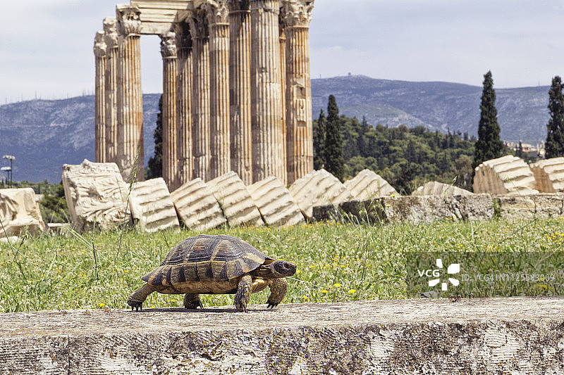希腊雅典：奥林匹亚宙斯神庙前的赫尔曼陆龟图片素材