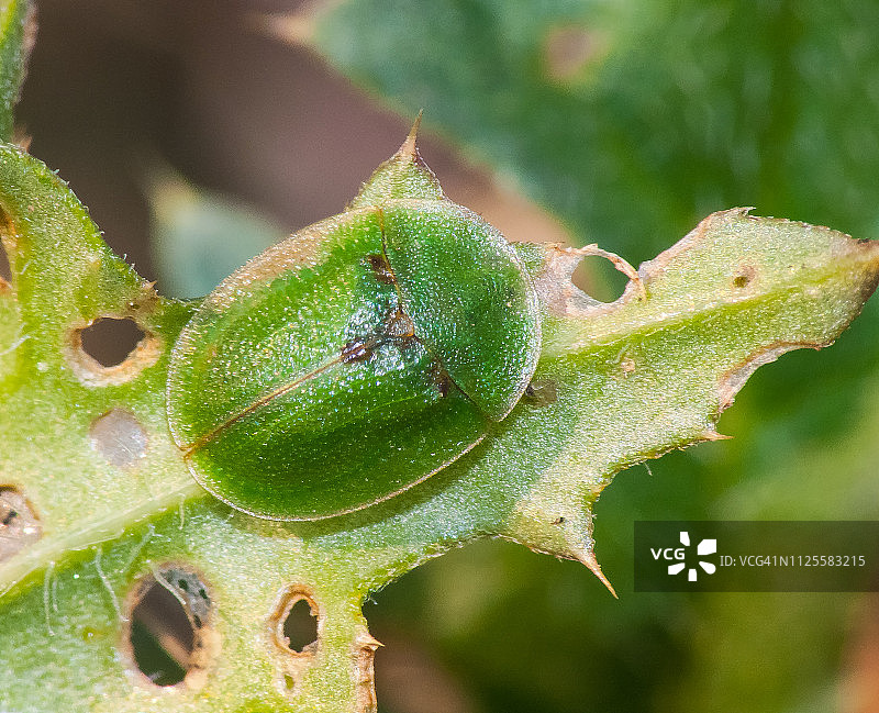 绿金花虫图片素材