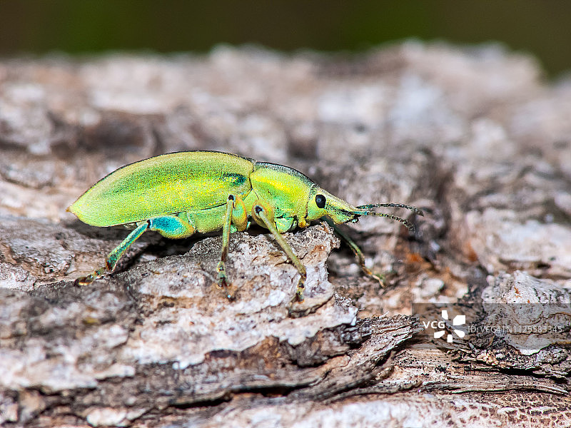 Chlorophanus excisus – 象鼻虫图片素材