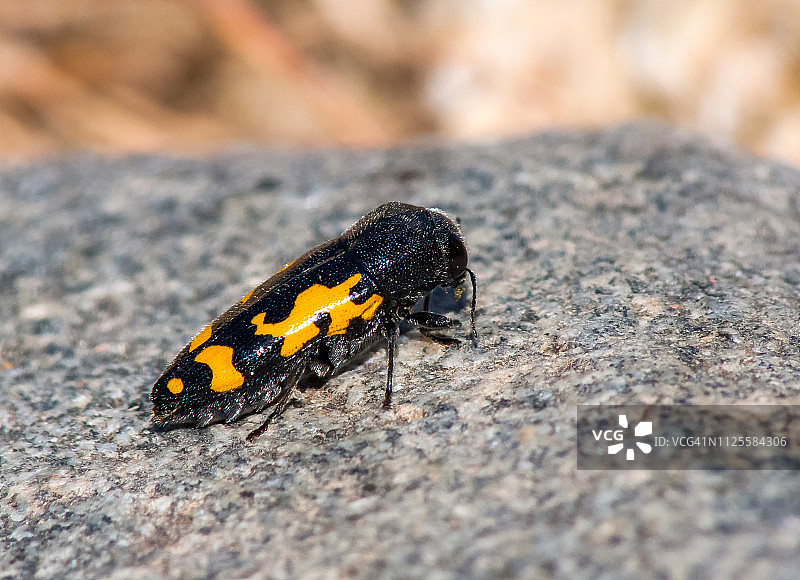 普托西玛不死-辉煌宝石甲虫图片素材